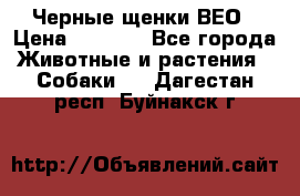 Черные щенки ВЕО › Цена ­ 5 000 - Все города Животные и растения » Собаки   . Дагестан респ.,Буйнакск г.